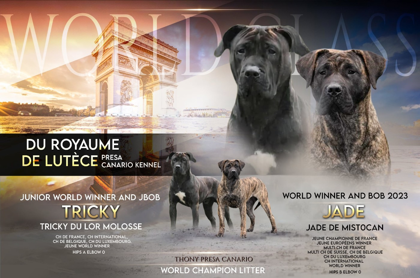 Du Royaume De Lutece - Chiots disponibles - Dogo Canario