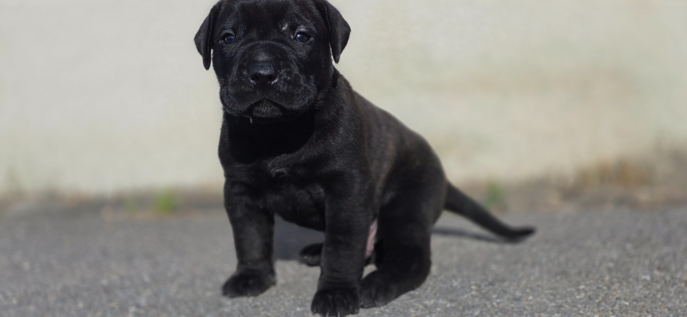 Du Royaume De Lutece - Chiots disponibles - Dogo Canario