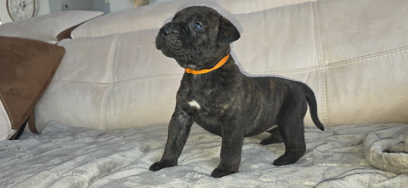 Du Royaume De Lutece - Chiots disponibles - Dogo Canario