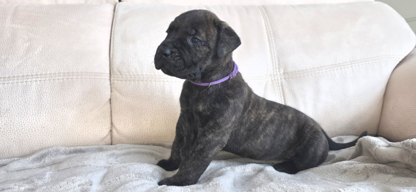 Du Royaume De Lutece - Chiots disponibles - Dogo Canario
