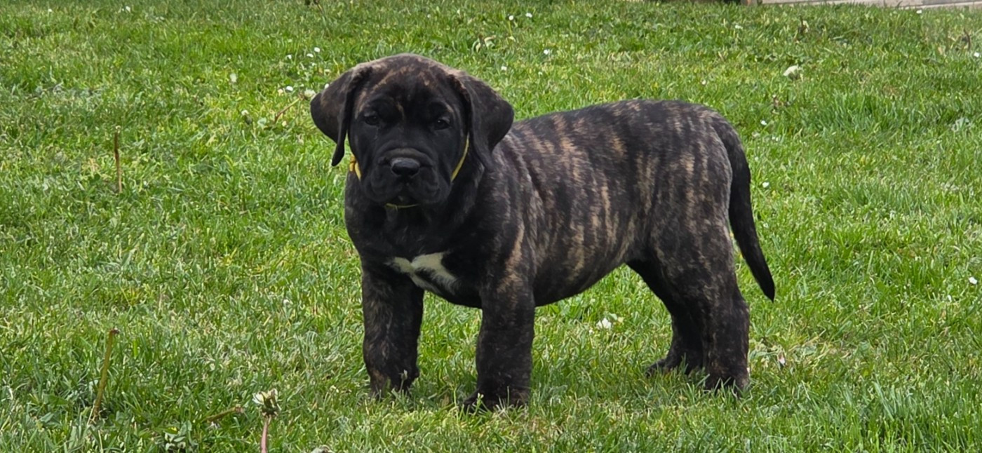 Du Royaume De Lutece - Chiots disponibles - Dogo Canario