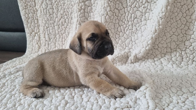 CHIOT collier Rouge